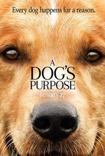 دانلود فیلم هندی A Dog’s Purpose 201741616-1083441242