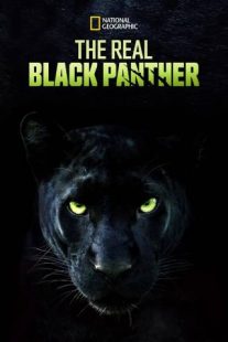 دانلود مستند The Real Black Panther 2020229564-19768719