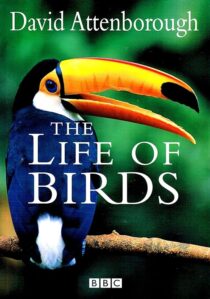 دانلود مستند The Life of Birds382058-1383881482