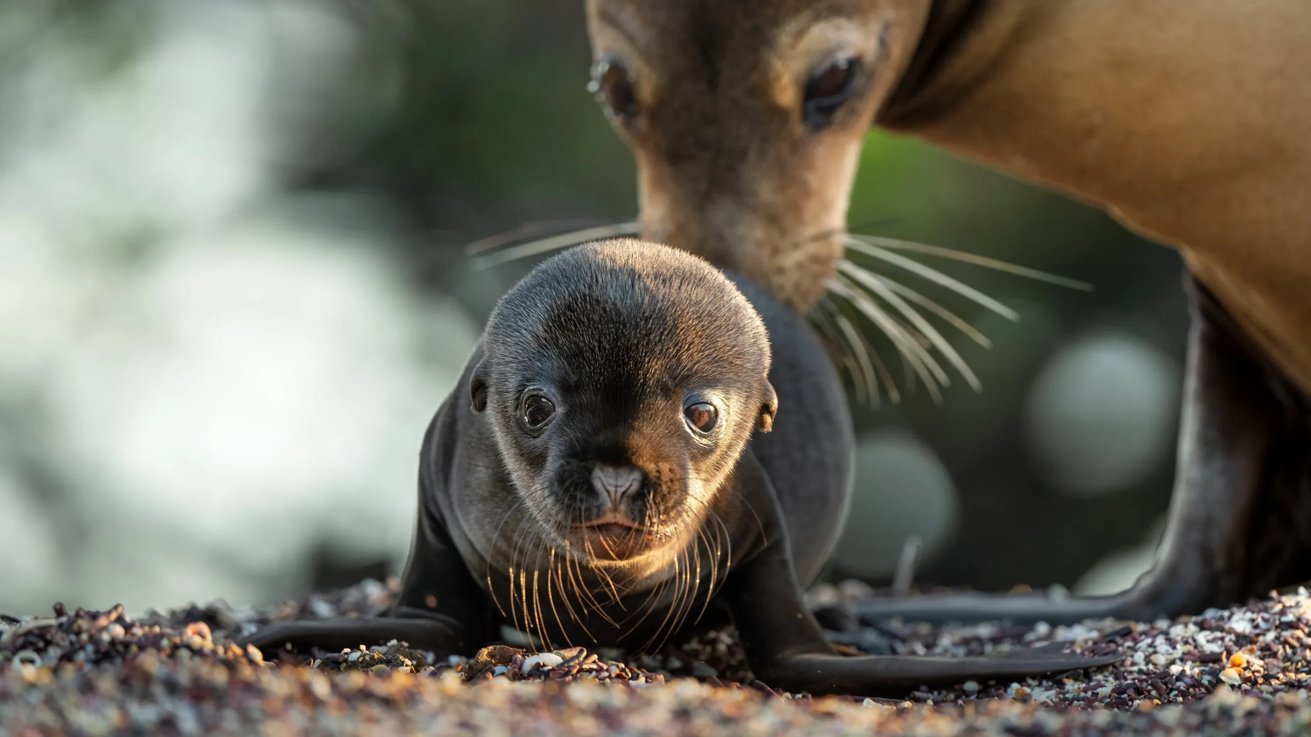دانلود مستند Sea Lions of the Galapagos 2025
