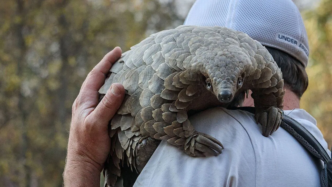 دانلود مستند Pangolin: Kulu’s Journey 2025