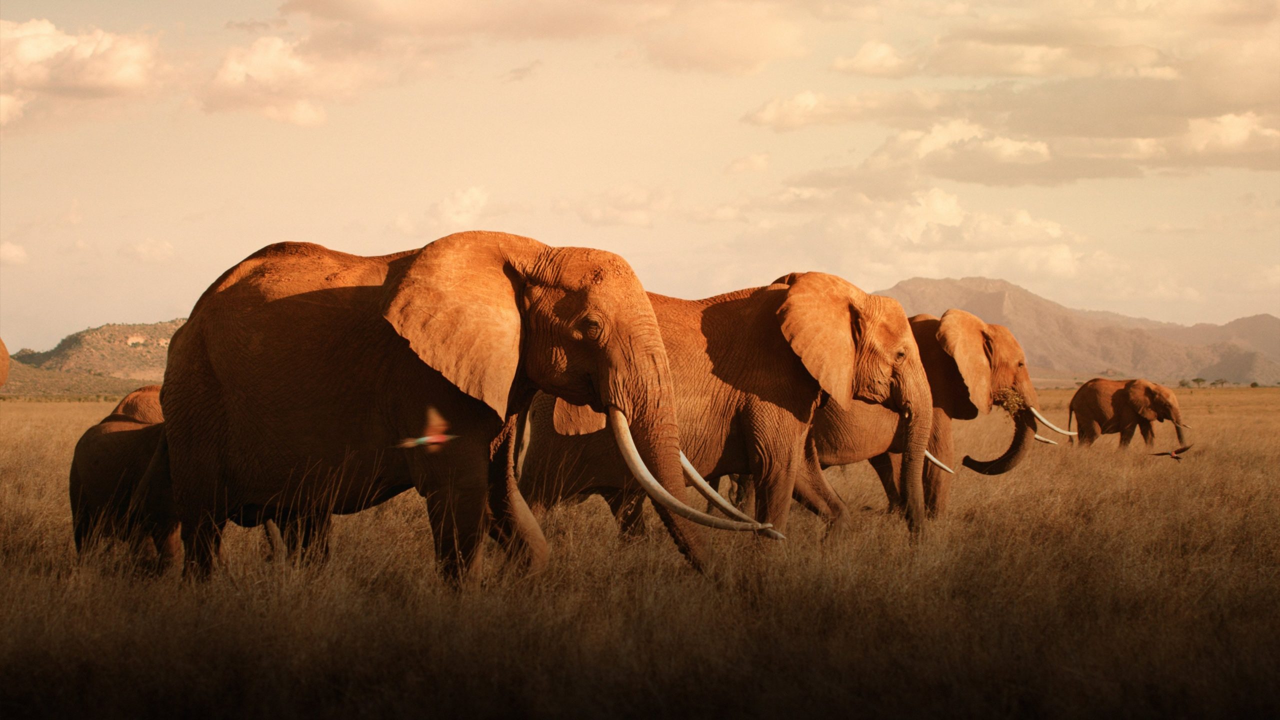 دانلود فیلم The Elephant Queen 2018