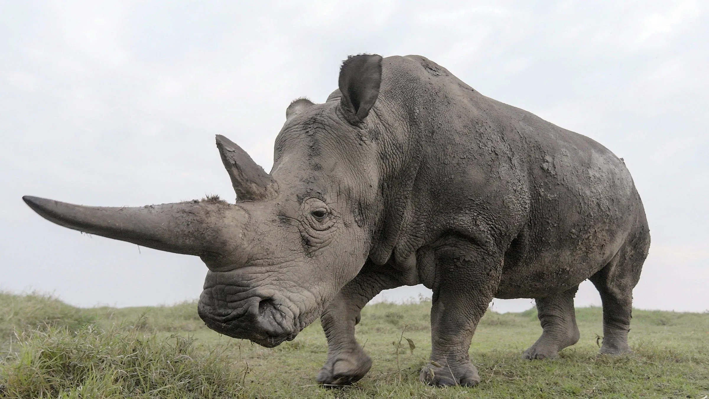 دانلود مستند The Last Rhinos A New Hope 2025