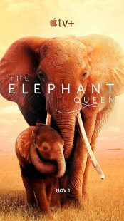 دانلود فیلم The Elephant Queen 2018441570-1205792904