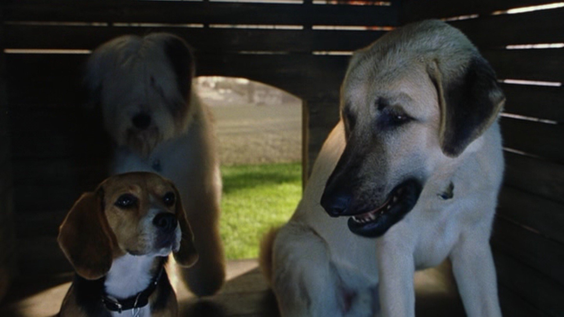 دانلود فیلم Cats & Dogs 2001